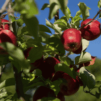 Fall Apple Picking in New York 