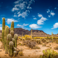 Desert with Cactuses and Rocks 