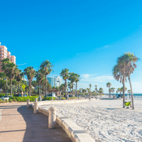 Beach and Palm Trees in Florida