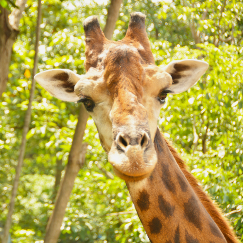 Giraffe at the Zoo