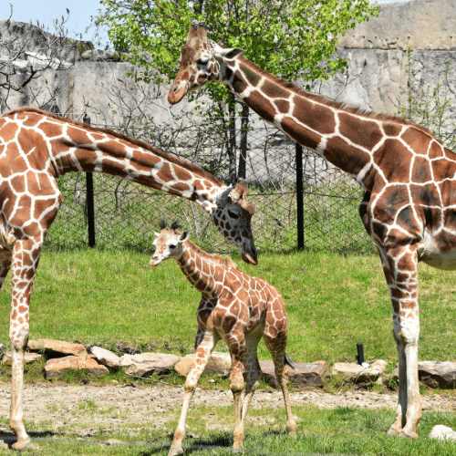 Visit the Indianapolis Zoo in Indiana